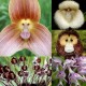 Semená opičích orchideí - 20 ks