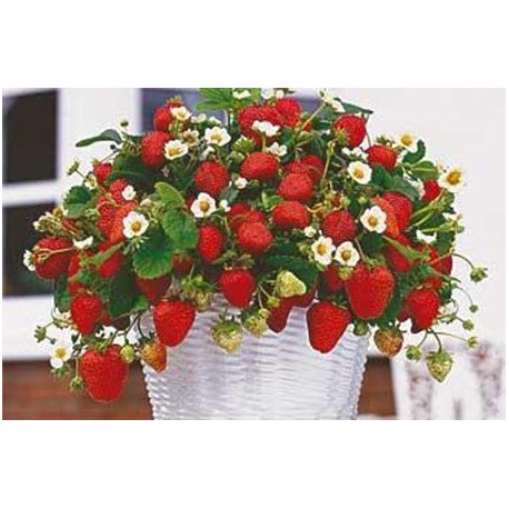 Semená črepníkových jahôd - 200 ks