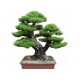 Semeno japonskej PINE TREE Bonsaie