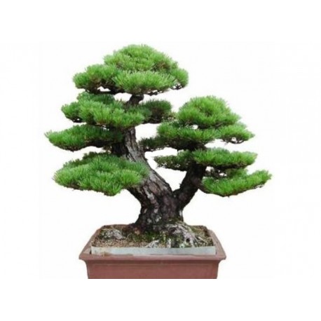 Semeno japonskej PINE TREE Bonsaie